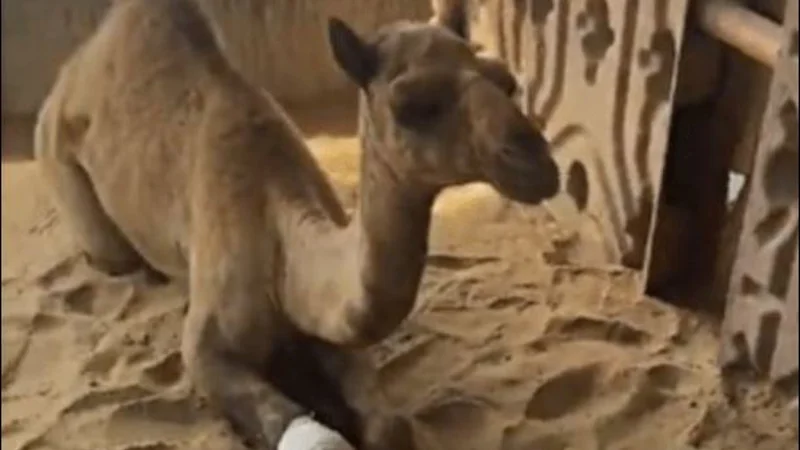 camel
