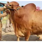 Eid ul-Adha 2024 Qurbani Videos Are Rising on Social Media!