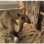 Court sends 6 accused on physical remand for cutting camel’s limb