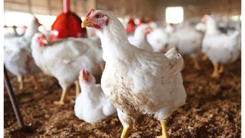 Chicken prices drop in Pakistan