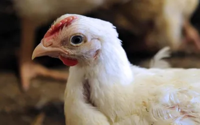 Poultry subsidy scheme to resume in Punjab