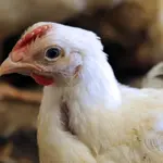 Poultry subsidy scheme to resume in Punjab