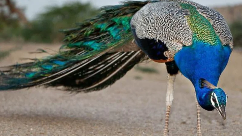 Extreme Heat: 25 peacocks die in Tharparkar