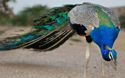 Extreme Heat: 25 peacocks die in Tharparkar
