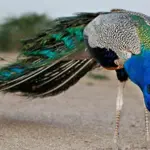 Extreme Heat: 25 peacocks die in Tharparkar