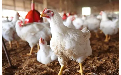 Chicken prices drop in Pakistan