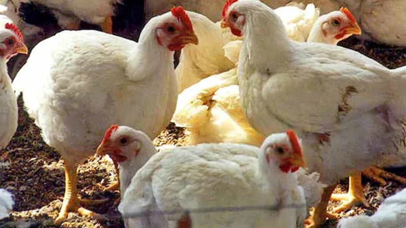 Chicken prices surge in Quetta