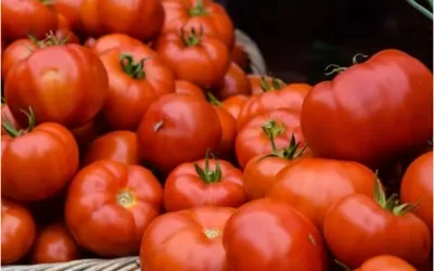 Tomato Prices Rise Across Pakistan; Check Latest Rates
