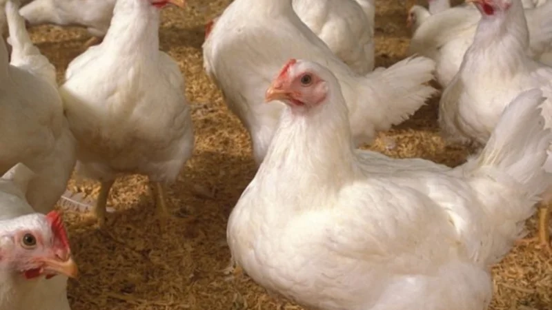 Today Chicken Rate in Pakistan