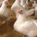 Chicken prices up in Lahore, Punjab for July: Check latest rates