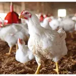 Chicken Rates Increased in Lahore: Check the Latest Prices Here!