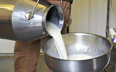 Dairy Farmers in Karachi Seek Rs300/Litre Milk Price