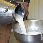 Dairy Farmers in Karachi Seek Rs300/Litre Milk Price