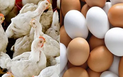 Chicken Egg Prices in Pakistan - Govt ends tax exemptions on feed
