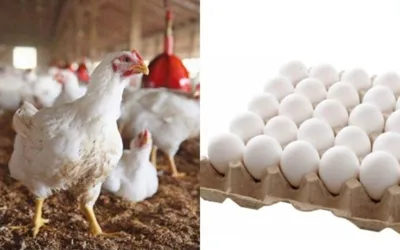 Chicken, egg prices increases in Lahore – Latest rates