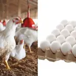 Chicken, egg prices increases in Lahore – Latest rates