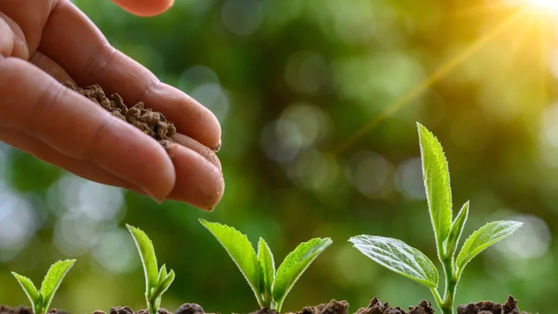 Tarar for planting maximum trees to combat future climate challenges