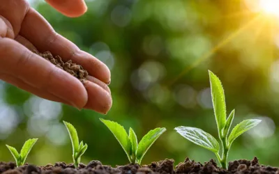 Tarar for planting maximum trees to combat future climate challenges