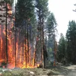 Canada: Around 5,000 people were forced to leave the western town of Jasper