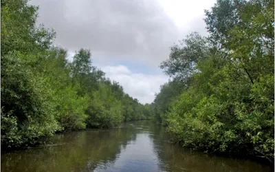 KU seminar highlights importance of presence of mangroves