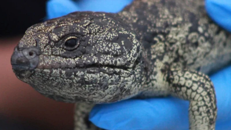 Australian authorities dismantle illegal lizard trafficking operation to Hong Kong