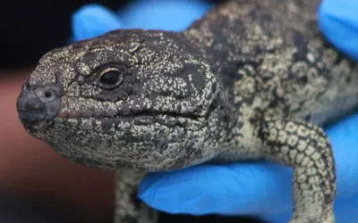 Australian authorities dismantle illegal lizard trafficking operation to Hong Kong