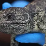 Australian authorities dismantle illegal lizard trafficking operation to Hong Kong