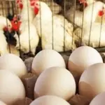 Chicken and egg prices continue to rise in Punjab