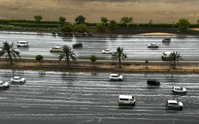 Heavy rains in Dubai and Sharjah, scores of birds seek shelter by roadsides