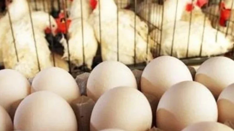 Egg Prices Drop in Pakistan