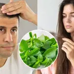 Stevia patch offers new hope for hair loss