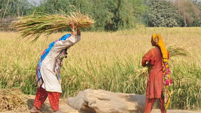 Only 2% of Pakistani Women Own Land, Study Finds