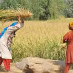 Only 2% of Pakistani Women Own Land, Study Finds