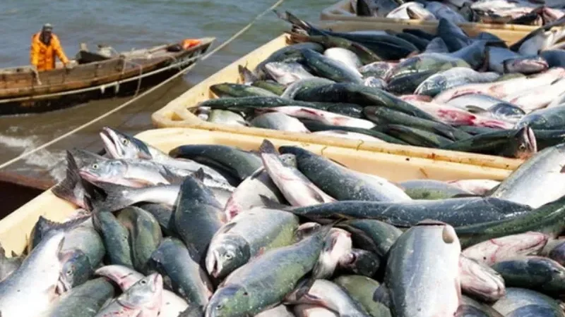 Pakistan’s fish exports hit record $570 million