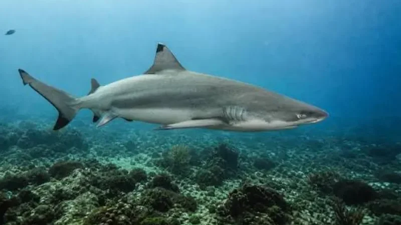 Pakistan unveils national action plan for shark conservation