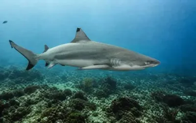Pakistan unveils national action plan for shark conservation