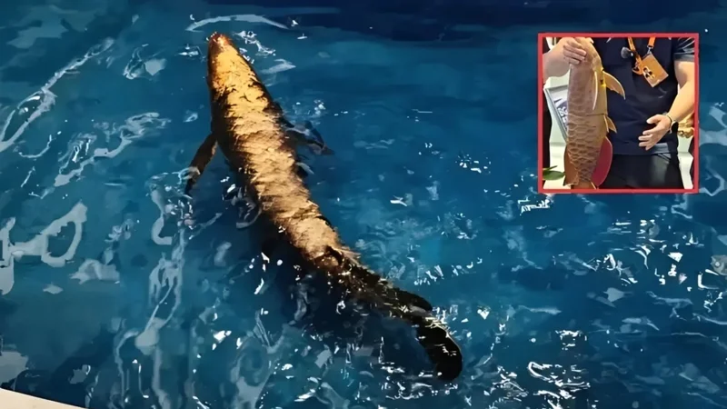 China unveils ‘Golden Dragon Fish’ robot, sparking buzz over underwater surveillance