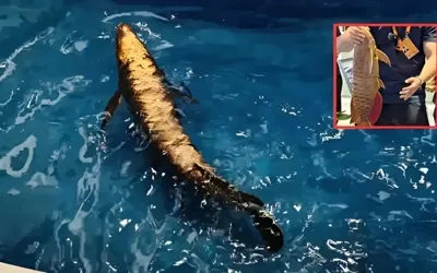 China unveils ‘Golden Dragon Fish’ robot, sparking buzz over underwater surveillance