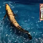 China unveils ‘Golden Dragon Fish’ robot, sparking buzz over underwater surveillance
