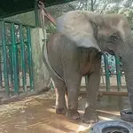 Elephant Madhubala falls ill at Karachi Safari Park