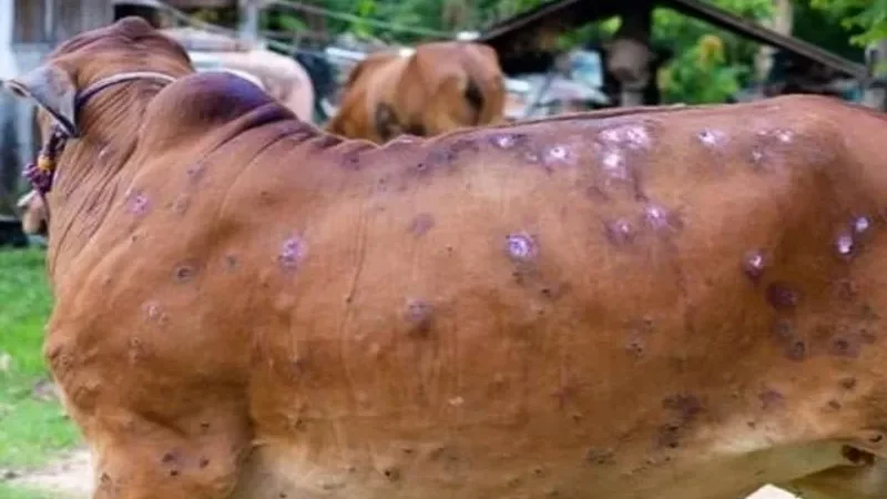 Lumpy skin disease sweeps across KP, infects 1,440 livestock and kills 80