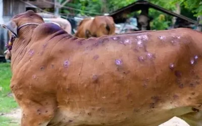 Lumpy skin disease sweeps across KP, infects 1,440 livestock and kills 80