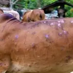 Lumpy skin disease sweeps across KP, infects 1,440 livestock and kills 80