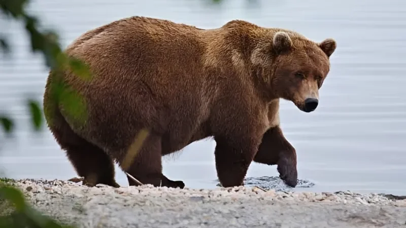 Fat Bear Week 2026 returns as 16 Alaska bears vie for the crown