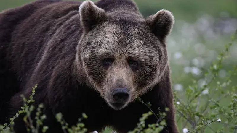 Bear kills woman in her Siberian garden as Krasnoyarsk region records 7th death