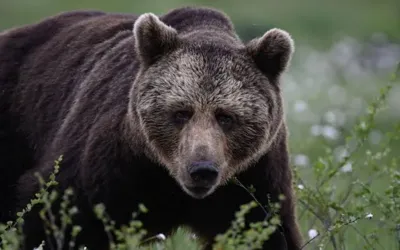 Bear kills woman in her Siberian garden as Krasnoyarsk region records 7th death