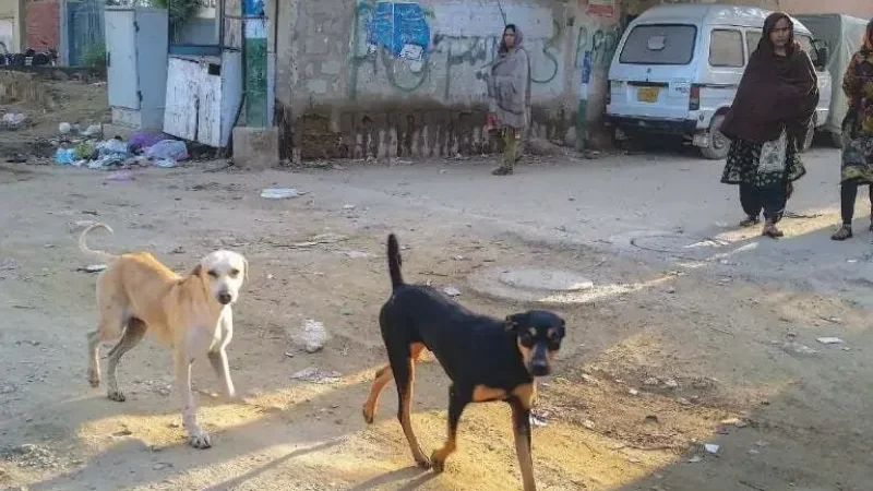 Sindh reports two more rabies deaths, toll reaches 37 - Civil Hospital Karachi, hospital officials, Indus Hospital, JPMC