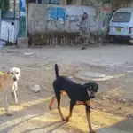 Sindh reports two more rabies deaths, toll reaches 37