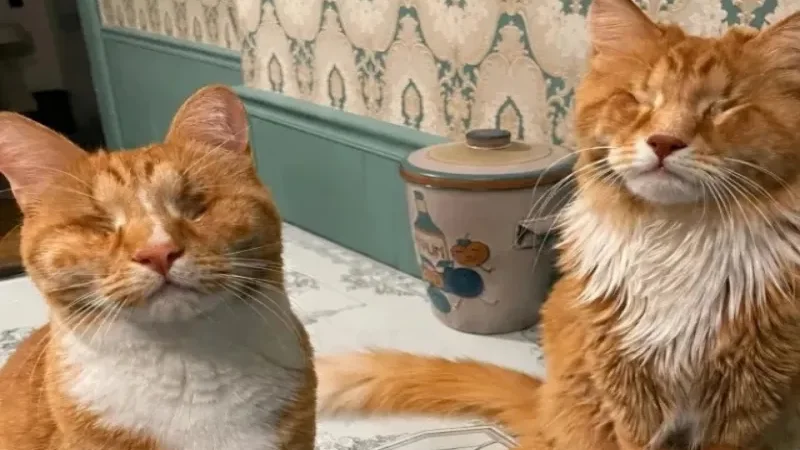 Two cats make history as first documented cases of Marfan syndrome
