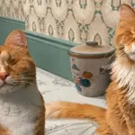 Two cats make history as first documented cases of Marfan syndrome